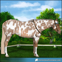 Horse Color:Chocolate Palomino Roan Near Leopard 