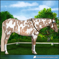Horse Color:Chocolate Palomino Roan Near Leopard 