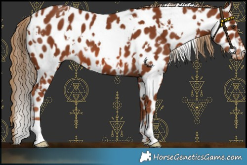 Horse Color:White Spotted Chestnut Appaloosa 