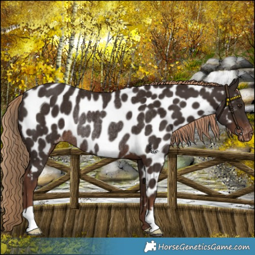 Horse Color:Liver Chestnut Appaloosa Rabicano 