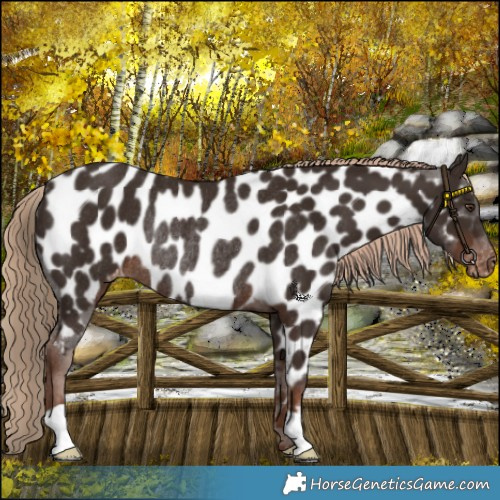 Horse Color:Liver Chestnut Near Leopard Rabicano 