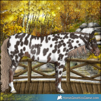 Horse Color:Liver Chestnut Near Leopard Rabicano