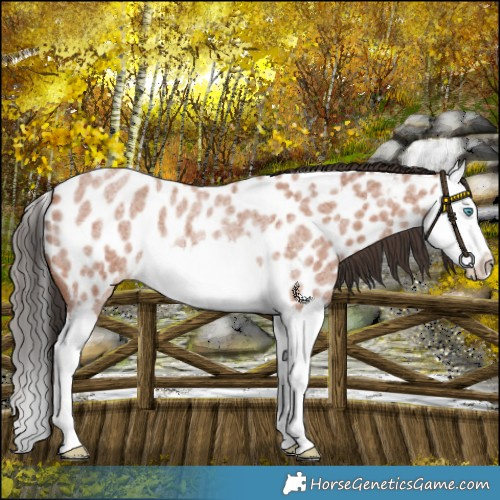 Horse Color:Bay Roan Splash Near Leopard Rabicano 