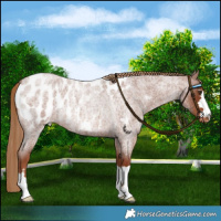Horse Color:Red Roan Blanket Rabicano