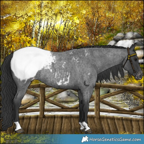 Horse Color:Blue Roan Snowcap Rabicano 