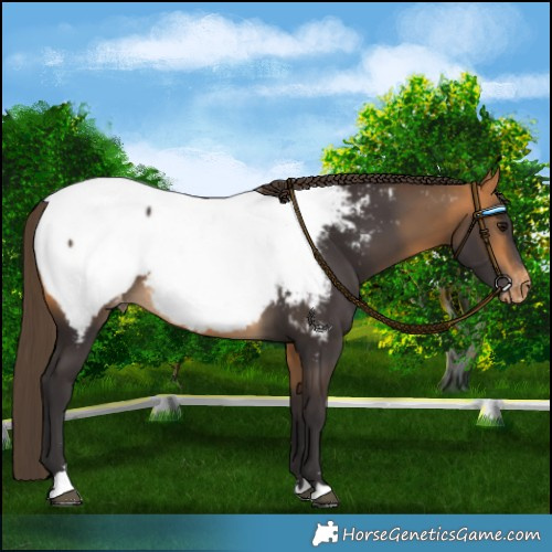 Horse Color:Buckskin Near Fewspot 