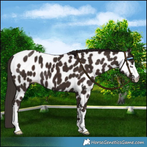 Horse Color:Liver Chestnut Near Leopard 