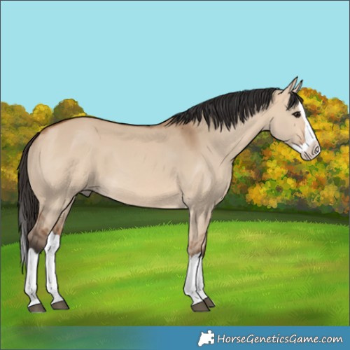 Horse Color:Bay Dun Splash 