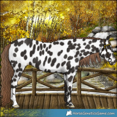 Horse Color:Liver Chestnut Leopard 
