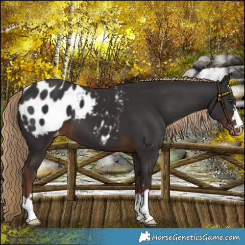 Horse Color:Liver Chestnut Appaloosa 