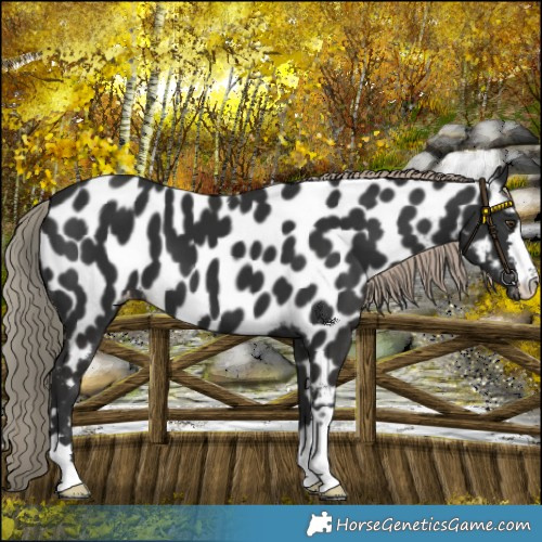 Horse Color:Liver Chestnut Near Leopard 