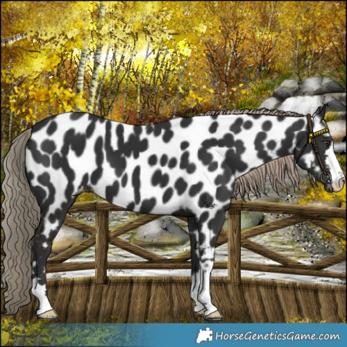 Horse Color:Liver Chestnut Appaloosa 