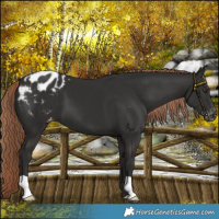 Horse Color:Liver Chestnut Blanket 