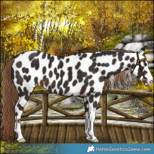 Horse Color:Liver Chestnut Leopard 