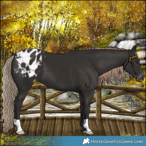 Horse Color:Liver Chestnut Blanket 