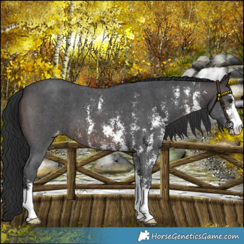 Horse Color:Brown Sabino Varnish 