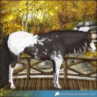Horse Color:Liver Chestnut Sabino Snowcap 