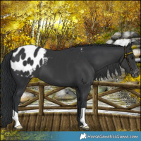 Horse Color:Black Blanket