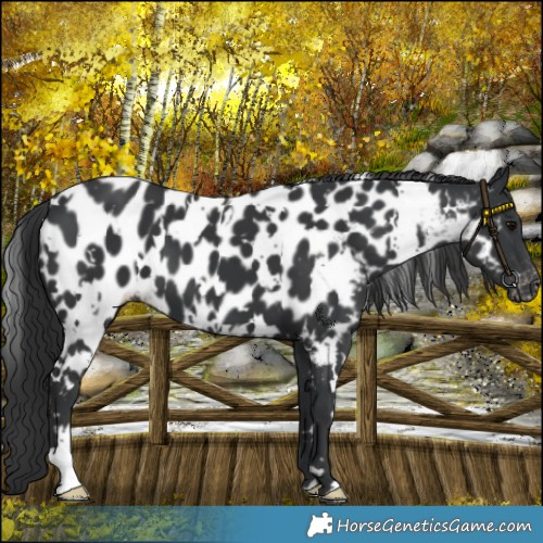 Horse Color:White Spotted Black Near Leopard 