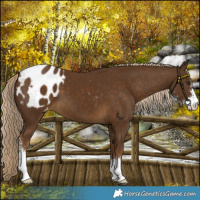 Horse Color:Chocolate Palomino Sabino Appaloosa 