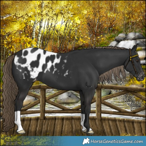 Horse Color:Liver Chestnut Appaloosa 
