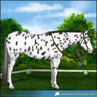 Horse Color:Liver Chestnut Sabino Near Leopard 