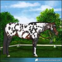Horse Color:Brown Near Leopard