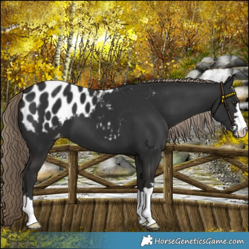 Horse Color:Liver Chestnut Appaloosa 