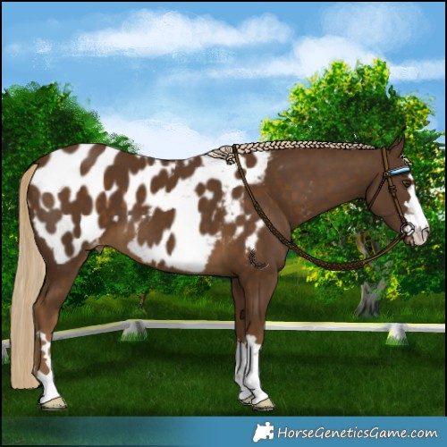 Horse Color:Chocolate Palomino Blanket 
