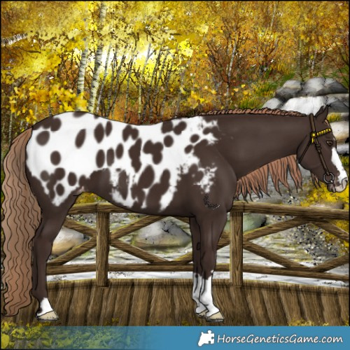 Horse Color:Liver Chestnut Near Leopard 