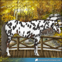 Horse Color:Liver Chestnut Near Leopard 