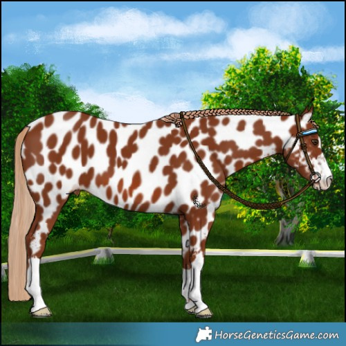 Horse Color:Chestnut Near Leopard 