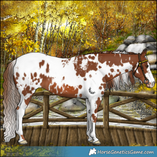 Horse Color:White Spotted Chestnut Near Leopard 