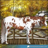 Horse Color:White Spotted Chestnut Near Leopard 