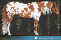 Horse Color:White Spotted Chestnut Appaloosa 