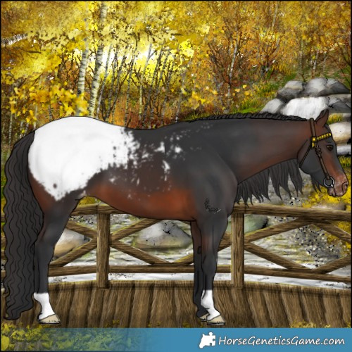 Horse Color:Brown Appaloosa 