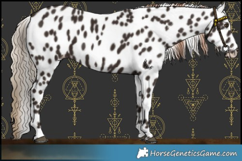 Horse Color:Liver Chestnut Appaloosa