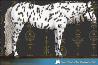 Horse Color:Liver Chestnut Leopard