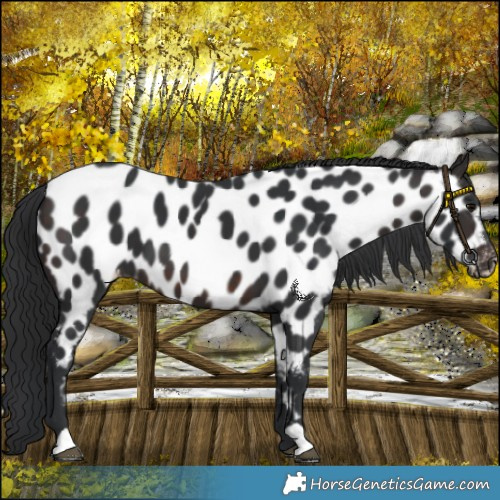 Horse Color:Brown Near Leopard 