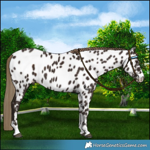 Horse Color:Liver Chestnut Near Leopard 