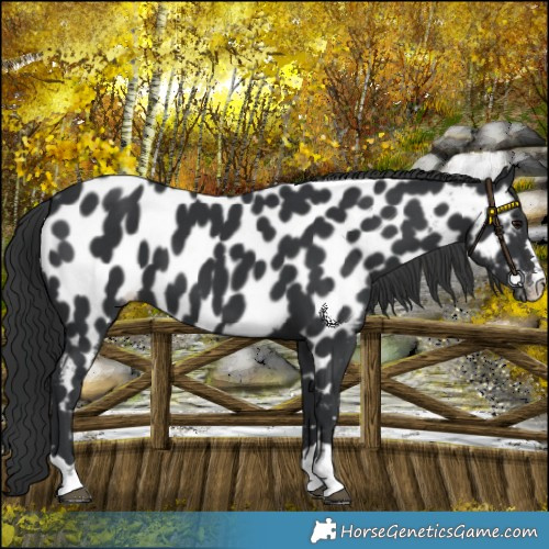 Horse Color:Black Appaloosa 