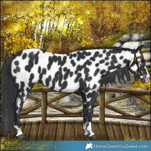 Horse Color:Black Appaloosa 