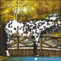 Horse Color:Buckskin Near Leopard