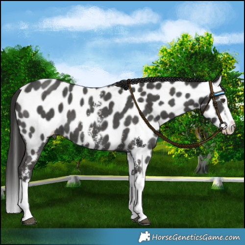 Horse Color:Liver Chestnut Sabino Splash Appaloosa 