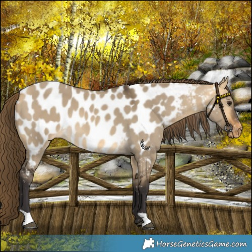 Horse Color:Buckskin Dun Near Leopard 