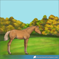 Horse Color:Palomino