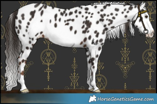 Horse Color:Liver Chestnut Frame Appaloosa 