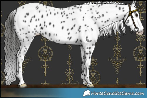 Horse Color:Liver Chestnut Leopard 