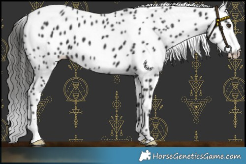 Horse Color:Liver Chestnut Appaloosa 