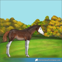 Horse Color:Liver Chestnut Splash 